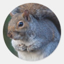 Search for grey squirrel stickers Animal