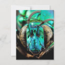 Search for two bees postcards Nature