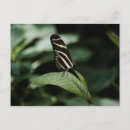 Search for black and white zebra postcards Nature