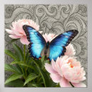 Search for blue morpho butterfly posters Insect