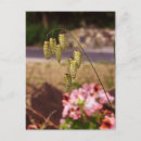 Search for weeds vertical postcards Grass