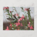 Search for hummer postcards Garden