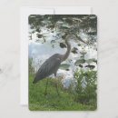 Search for great blue heron cards Nature