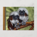Search for tamarin postcards Nature