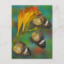 Search for tropical butterfly postcards Nature