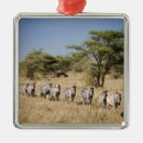 Search for tanzania christmas tree decorations Nature
