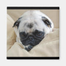 Search for woof magnets Animal
