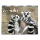 Search for lemur calendars Photography