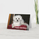 Search for maltese birthday cards White