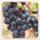 Search for grapes coasters Vineyard