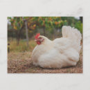 Search for farmer postcards Birds