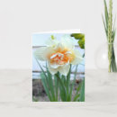 Search for white daffodil cards Nature