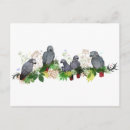 Search for party parrots postcards Pet