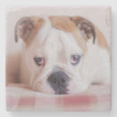 Search for coasters Dog