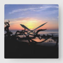 Search for driftwood clocks Beach