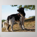 Search for brittany dog posters Spaniel