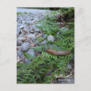 Search for banana slug Redwoods
