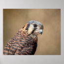 Search for birds of prey posters Nature