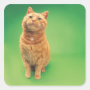 Search for ginger cat stickers Sitting