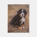Search for bernese mountain dog blankets Puppy