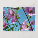 Search for mallow postcards Floral