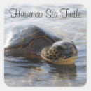 Search for hawaiian turtle stickers Sea