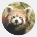 Search for red panda stickers China