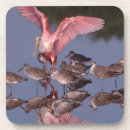 Search for sanibel coasters Wildlife
