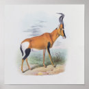 Search for antelopes posters Wild