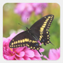 Search for black swallowtail Beautiful