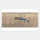 Search for mallard ducks stickers Nature