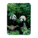 Search for bamboo magnets Bear