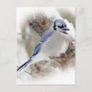 Search for jays postcards Cyanocitta cristata