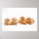 Search for golden retriever posters Cute