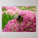 Search for bumblebee posters Summer