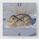 Search for rabbits clocks Bunny rabbit