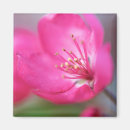 Search for apple blossoms magnets Photography