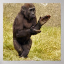 Search for chimpanzee posters Primate