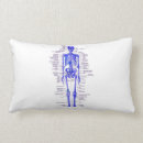 Search for skeleton cushions Anatomy