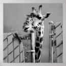 Search for giraffe painting posters Adorable
