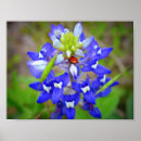 Search for bluebonnets posters Wildflowers