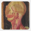 Search for anatomical stickers Hieronymus