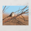 Search for white crown postcards Nature
