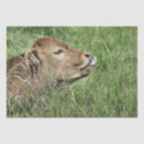 Search for cow tissue paper Farm animal