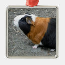 Search for guinea pig christmas decor Rodent