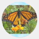 Search for winged child stickers Butterfly