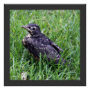 Search for sitting photography Baby animals