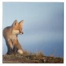 Search for mammal tiles Canine