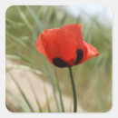 Search for poppy stickers Beautiful