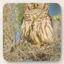 Search for varia Strix varia